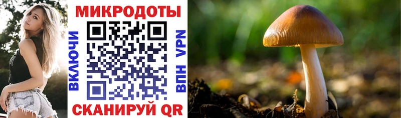 Галлюциногенные грибы Psilocybine cubensis  Купить где  Саяногорск 